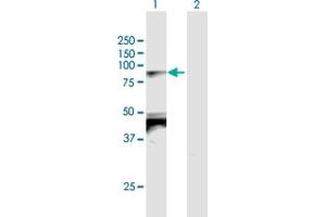 Western Blot analysis of TBX2 expression in transfected 293T cell line by TBX2 MaxPab polyclonal antibody. (TBX2 Antikörper  (AA 1-702))