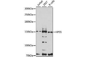 Western blot analysis of extracts of various cell lines, using HPS5 antibody (ABIN6293266) at 1:3000 dilution. (HPS5 Antikörper)