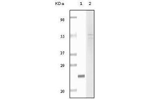 Western blot analysis using fibulin5 mouse mAb against truncated fibulin5 recombinant protein (1) and Hela cell lysate (2). (Fibulin 5 Antikörper)
