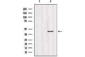 Western blot analysis of extracts from 293, using GHSR Antibody. (GHSR Antikörper  (N-Term))