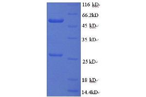 SDS-PAGE (SDS) image for Mouse IgG2b isotype control (ABIN1045121)