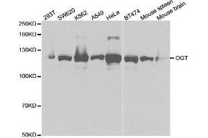Western Blotting (WB) image for anti-O-Linked N-Acetylglucosamine (GlcNAc) Transferase (UDP-N-Acetylglucosamine:polypeptide-N-Acetylglucosaminyl Transferase) (OGT) (AA 857-1036) antibody (ABIN3022708)