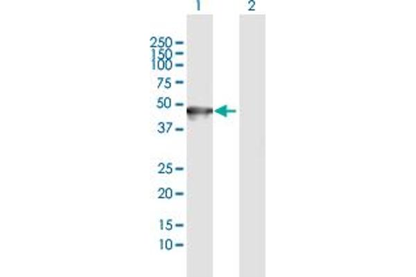 Keratin 35 Antikörper  (AA 1-455)