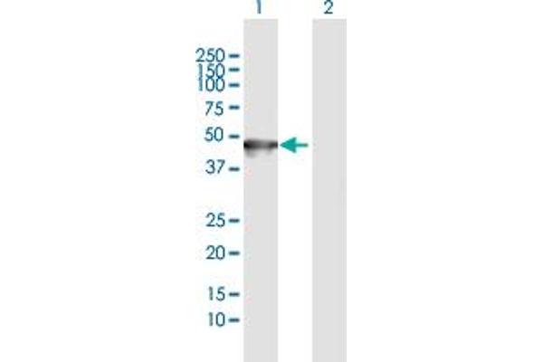 Keratin 35 antibody  (AA 1-455)