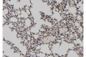 ABIN6273052 at 1/100 staining Mouse lung tissue by IHC-P. (LARP7 Antikörper  (C-Term))