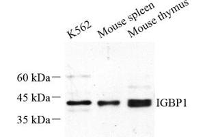 Western blot analysis of IGBP1 (ABIN7074276) at dilution of 1: 500 (IGBP1 Antikörper)