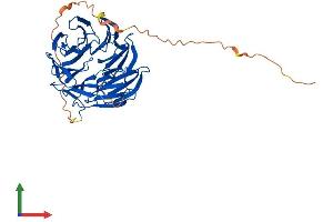 AlphaFold protein structure predicition of Human Recombinant AAMP Protein, UniprotID Q13685