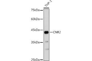 Western blot analysis of extracts of THP-1 cells, using CNR2 antibody (ABIN6133637, ABIN6138796, ABIN6138797 and ABIN6218862) at 1:1000 dilution. (CNR2 Antikörper  (AA 1-100))