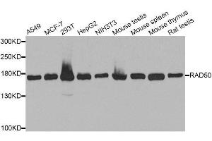Western blot analysis of extracts of various cell lines, using RAD50 antibody. (RAD50 Antikörper  (AA 1-100))