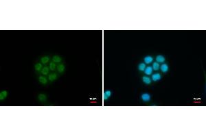 ICC/IF Image C11orf54 antibody detects C11orf54 protein at nucleus by immunofluorescent analysis. (C11orf54 Antikörper)