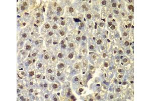 Immunohistochemistry of paraffin-embedded Mouse liver using SSX5 Polyclonal Antibody at dilution of 1:100 (40x lens). (SSX5 Antikörper)