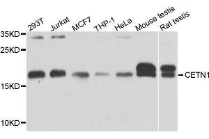 Western blot analysis of extract of various cells, using CETN1 antibody. (Centrin 1 Antikörper)