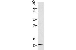 Gel: 10 % SDS-PAGE, Lysate: 40 μg, Lane: Mouse heart tissue, Primary antibody: ABIN7130367(NDUFA3 Antibody) at dilution 1/250, Secondary antibody: Goat anti rabbit IgG at 1/8000 dilution, Exposure time: 4 minutes (NDUFA3 Antikörper)