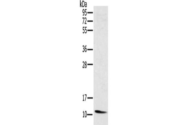 NDUFA3 antibody