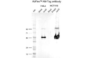 AM-Tag antibody (rAb) tested by Western Blot.