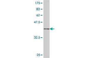 Western Blot detection against Immunogen (36. (GRSF1 Antikörper  (AA 87-184))