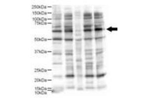 Image no. 1 for anti-Ajuba LIM Protein (AJUBA) (AA 224-239) antibody (ABIN199954) (AJUBA Antikörper  (AA 224-239))