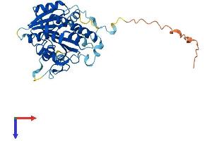 FTSJ1 Protein (AA 1-329) (His tag)