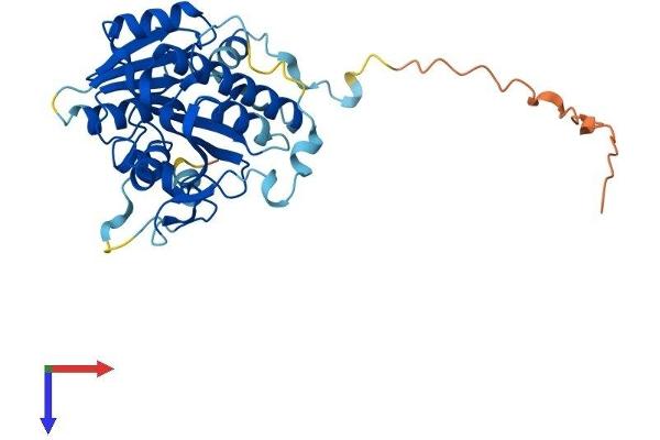 FTSJ1 Protein (AA 1-329) (His tag)