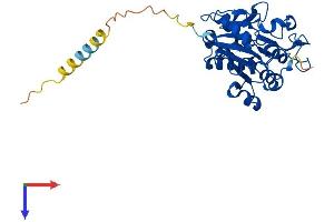 Manic Fringe Protein (AA 1-321) (His tag)
