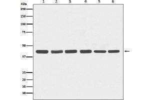 Western blot analysis of beta Actin expression in (1) Hela, (2)Human fetal kidney lysate, (3) 3T3 cell lysate, (4) PC-12 cell lysate, (5) COS-1 cell lysate, (6) Goat muscle lysate.