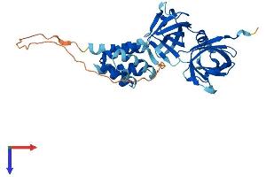 AIM2 Protein (AA 1-343) (His tag)