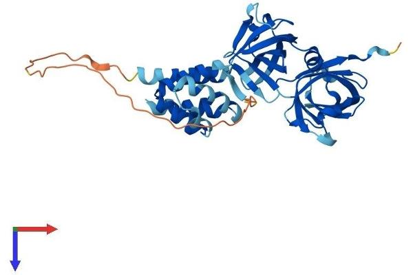 AIM2 Protein (AA 1-343) (His tag)