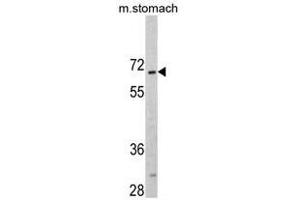 Image no. 1 for anti-CAMP Responsive Element Binding Protein 3-Like 1 (CREB3L1) (AA 488-517), (C-Term) antibody (ABIN452874)