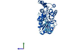 Protein Structure (PS) image for Aldehyde Dehydrogenase 3 Family, Member B2 (ALDH3B2) (AA 1-385) protein (His tag) (ABIN7552045)