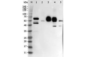 Western Blot of Rabbit anti-DELTA-4 antibody. (DLL4 Antikörper  (Internal Region))