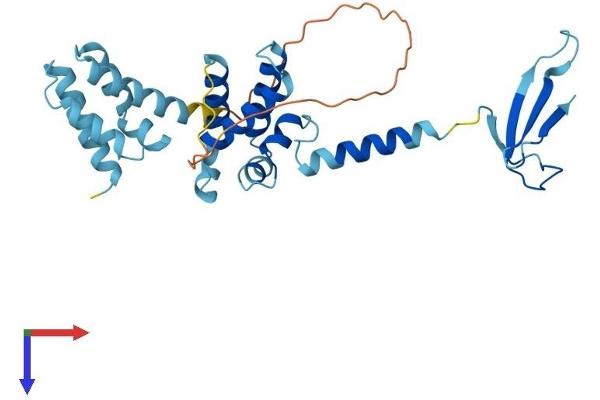 TCEA2 Protein (AA 1-299) (His tag)
