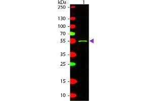 Western blot of Texas conjugated Rabbit Anti-Mouse IgG2a (Gamma 2a chain) secondary antibody. (Kaninchen anti-Maus IgG2a (Heavy Chain) Antikörper (Texas Red (TR)) - Preadsorbed)