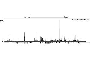 ChIP DNA-Sequencing (ChIP-seq) image for anti-Retinoblastoma Binding Protein 5 (RBBP5) (C-Term) antibody (ABIN7449051) (RBBP5 Antikörper  (C-Term))