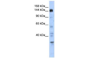 WB Suggested Anti-PER2 Antibody Titration:  0. (PER2 Antikörper  (Middle Region))