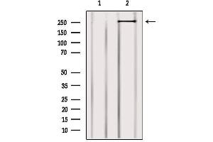 Western blot analysis of extracts from 3t3, using MYO9B Antibody. (MYO9B Antikörper  (N-Term))
