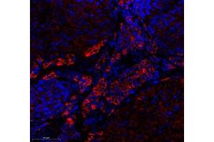 Immunofluorescence of paraffin embedded mouse ovary using EMCN (ABIN7073818) at dilution of 1: 600 (350x lens) (Endomucin Antikörper)