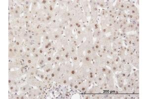 Immunoperoxidase of monoclonal antibody to ELAVL1 on formalin-fixed paraffin-embedded human liver. (ELAVL1 Antikörper  (AA 1-100))