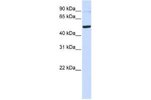 TINF2 antibody used at 1 ug/ml to detect target protein. (TINF2 Antikörper)