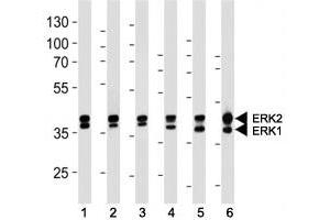 ERK1/2 antibody western blot analysis in (1) 293, (2) MCF-7, (3) Jurkat, (4) mouse NIH3T3, (5) rat C6 cell line and (6) mouse heart lysate. (ERK1/2 Antikörper)