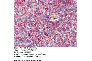 Immunohistochemistry with Human Spleen lysate tissue at an antibody concentration of 5. (BCL11A Antikörper  (N-Term))