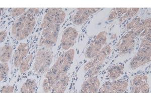 Immunohistochemistry (IHC) image for anti-Junctional Adhesion Molecule 2 (JAM2) (AA 74-250) antibody (ABIN7440674)