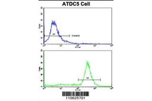 Flow cytometric analysis of ATDC5 cells using PHB1 Antibody (N-term)(bottom histogram) compared to a negative control cell (top histogram). (Prohibitin Antikörper  (N-Term))