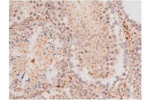 ABIN6267527 at 1/200 staining Mouse testis tissue sections by IHC-P.