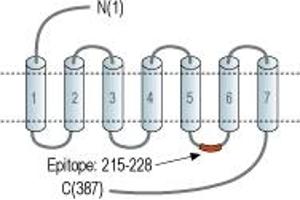 Representative domain view of the target of ABIN7884920.