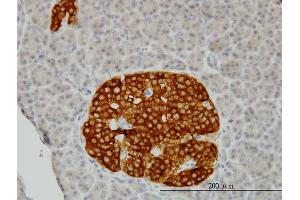 Immunoperoxidase of monoclonal antibody to RAB3B on formalin-fixed paraffin-embedded human pancreas. (RAB3B Antikörper  (AA 120-219))