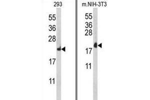 Western blot analysis of RPL18A Antibody (C-term) (ABIN653086 and ABIN2842682) in 293, mouse NIH-3T3 cell line lysates (35 μg/lane). (RPL18A Antikörper  (C-Term))