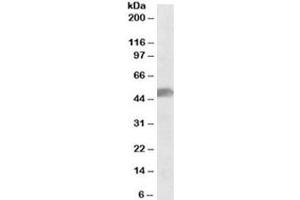 Western blot testing of human cerebellum lysate with SOX10 antibody at 0. (SOX10 Antikörper)