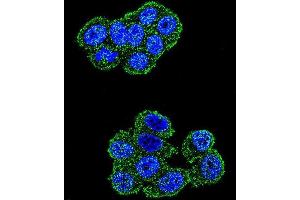 Confocal immunofluorescent analysis of UQCRFS1 Antibody (C-term) with Hela cell followed by Alexa Fluor 488-conjugated goat anti-rabbit lgG (green). (UQCRFS1 (Complex III Subunit Rieske) (AA 188-217), (C-Term) Antikörper)