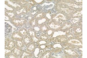 ABIN6257969 and ABIN6274379 at 1/100 staining human normal kidney tissue by IHC-P. (ERK1 Antikörper  (C-Term))