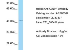 Western Blotting (WB) image for anti-Galanin Receptor 1 (GALR1) (C-Term) antibody (ABIN970738) (Galanin Receptor 1 Antikörper  (C-Term))